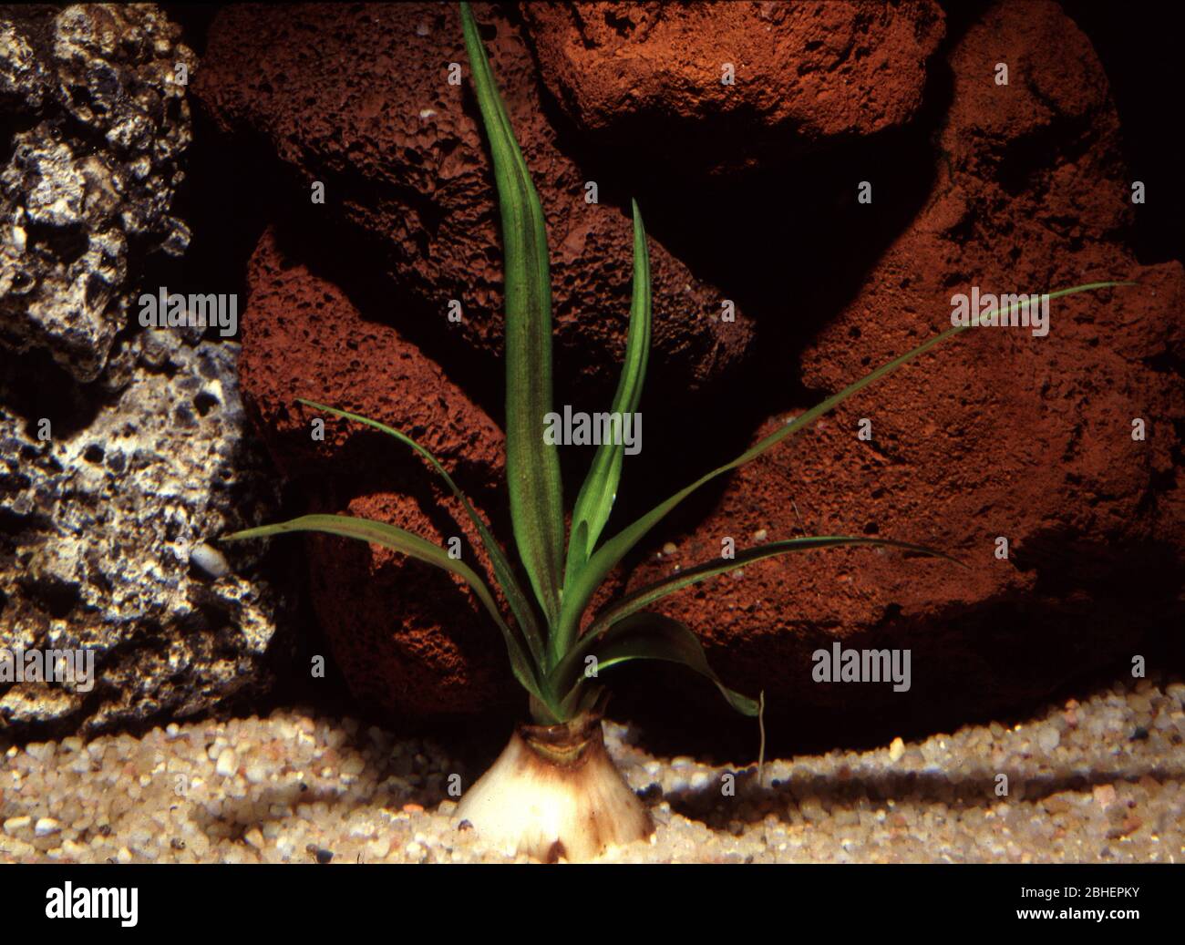 Thai Onion plant or Water onion (Crinum thaianum Stock Photo Alamy