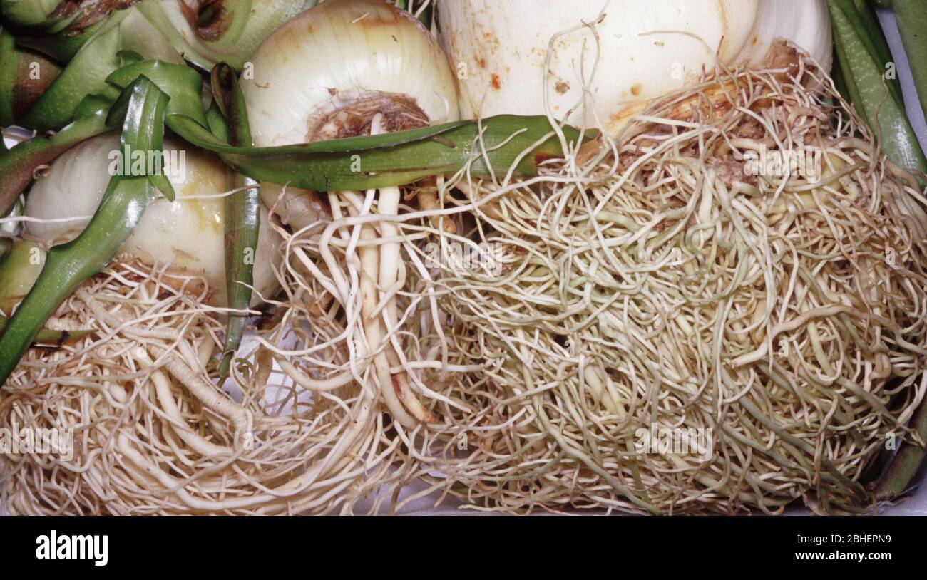 Shallots Asian Red Onions Stock Photo 1014956206