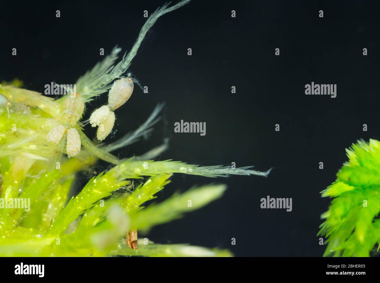 Freshwater copepod (Cyclops sp) Stock Photo