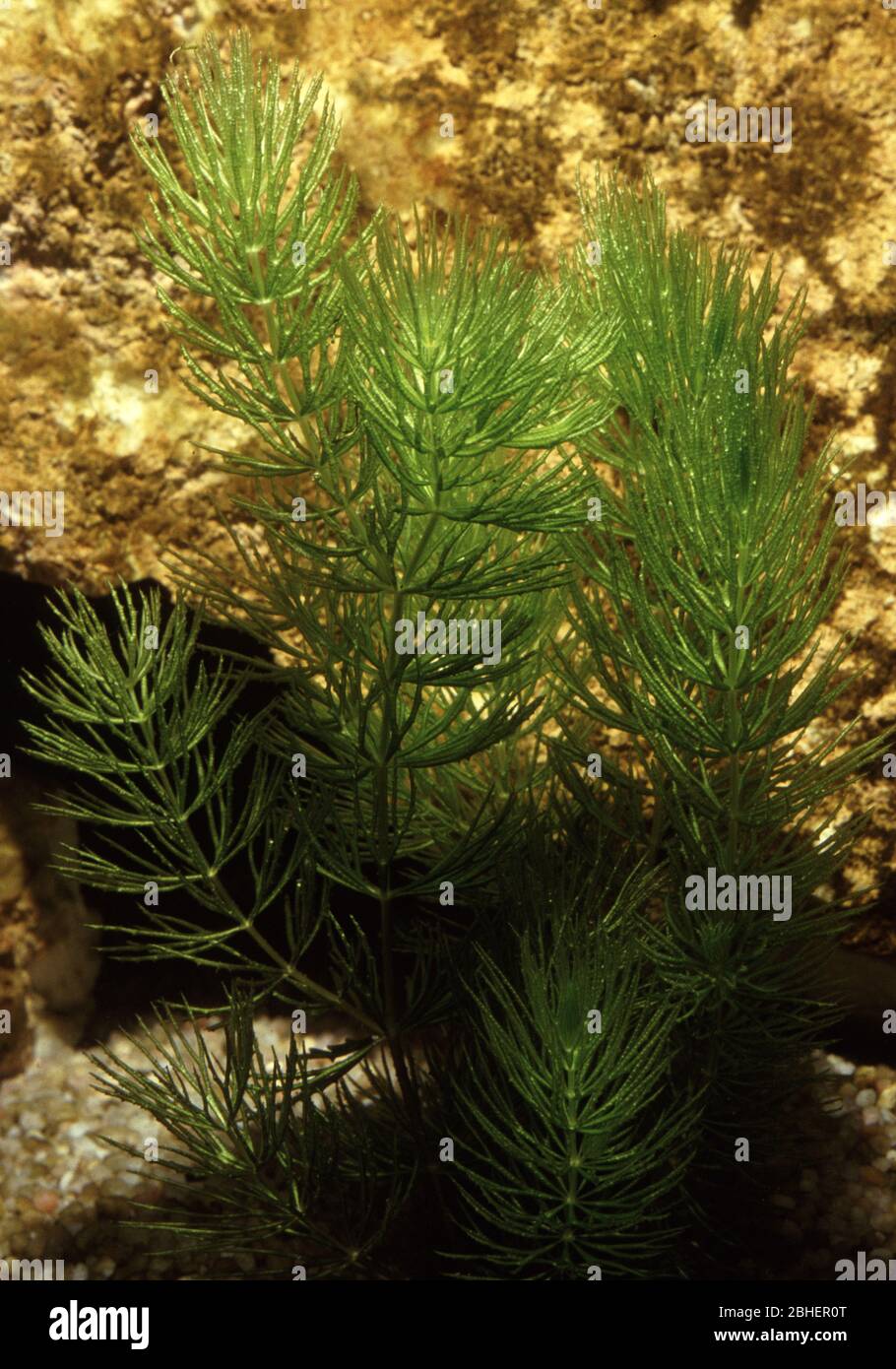 Rigid hornwort or Coontail (Ceratophyllum demersum) Stock Photo