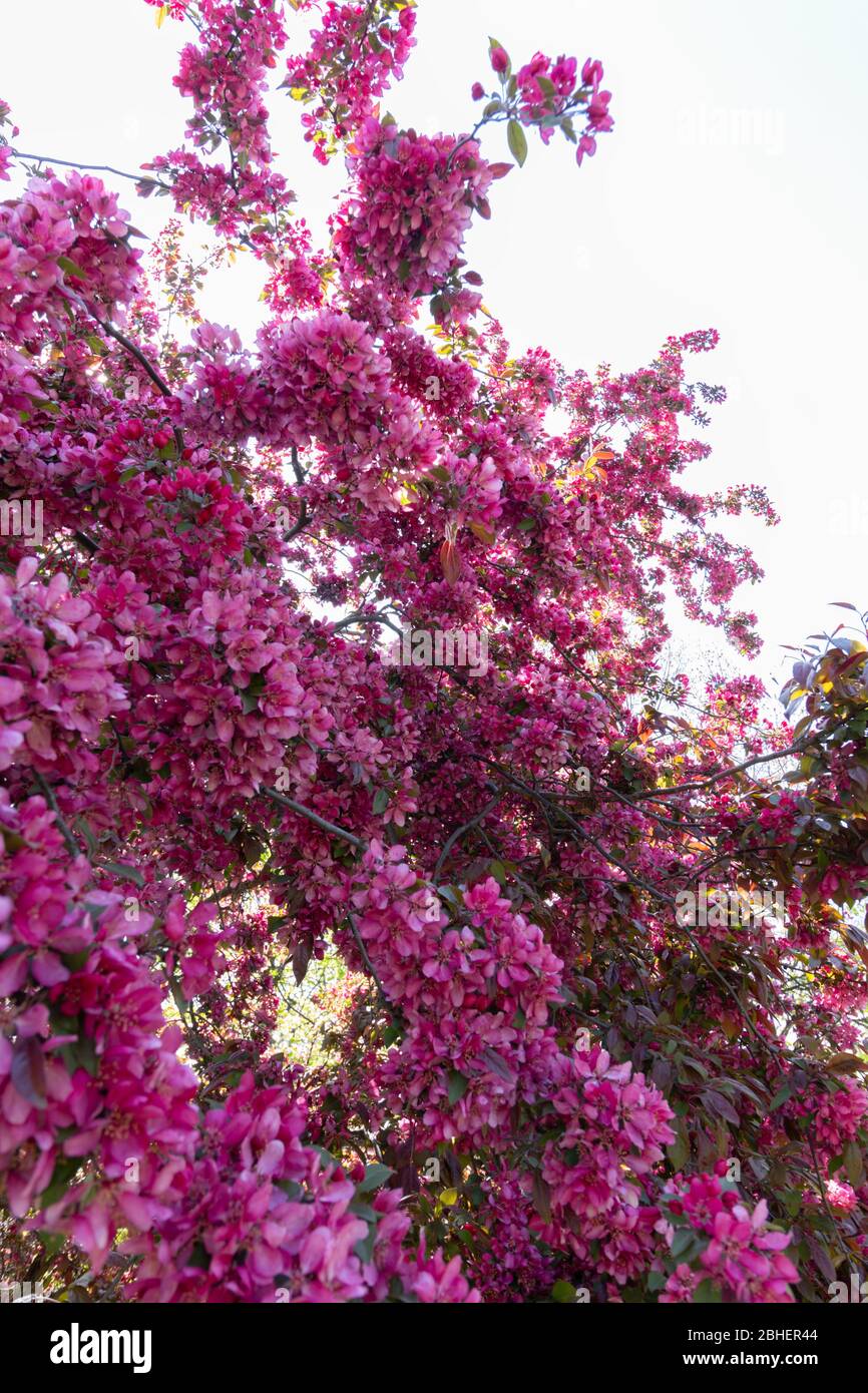 wide angle shot of top of a profusion crabapple tree in full bloom. The scientific name for this violet-red flowering tree is malus moerlandsii Stock Photo