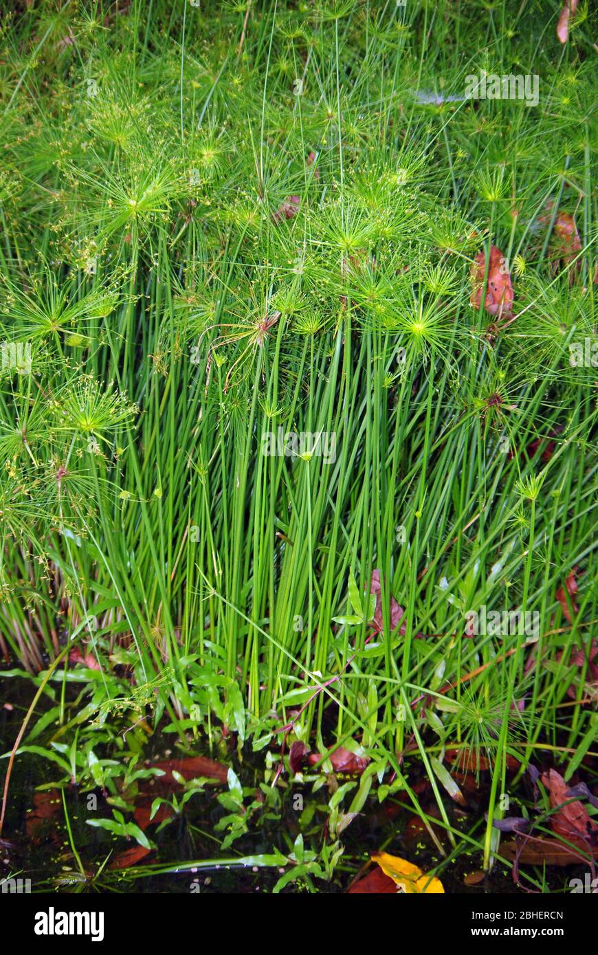 Paper or papyrus plant, Cyperus sp. Stock Photo