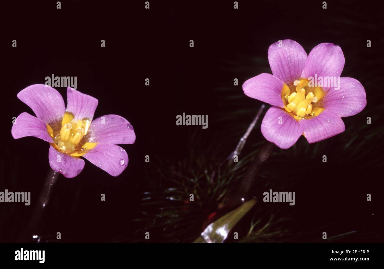 Flowering Forked fanwort, Cabomba furcata Stock Photo