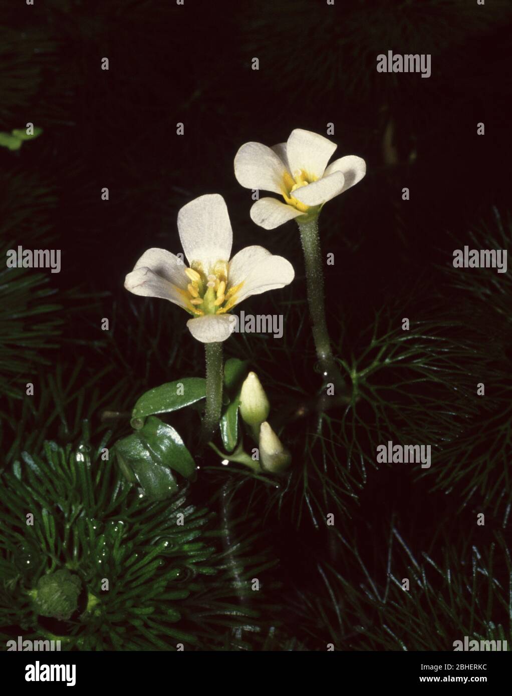 Flower of Carolina fanwort (Cabomba caroliniana) Stock Photo