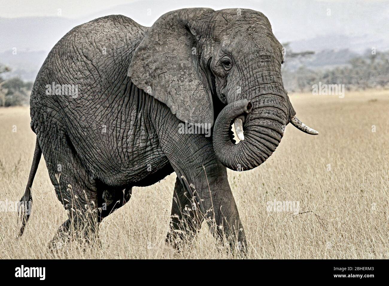 Africa Kenya - Masai Mara National Park - African Elephant ( Loxodonta africana ) Stock Photo