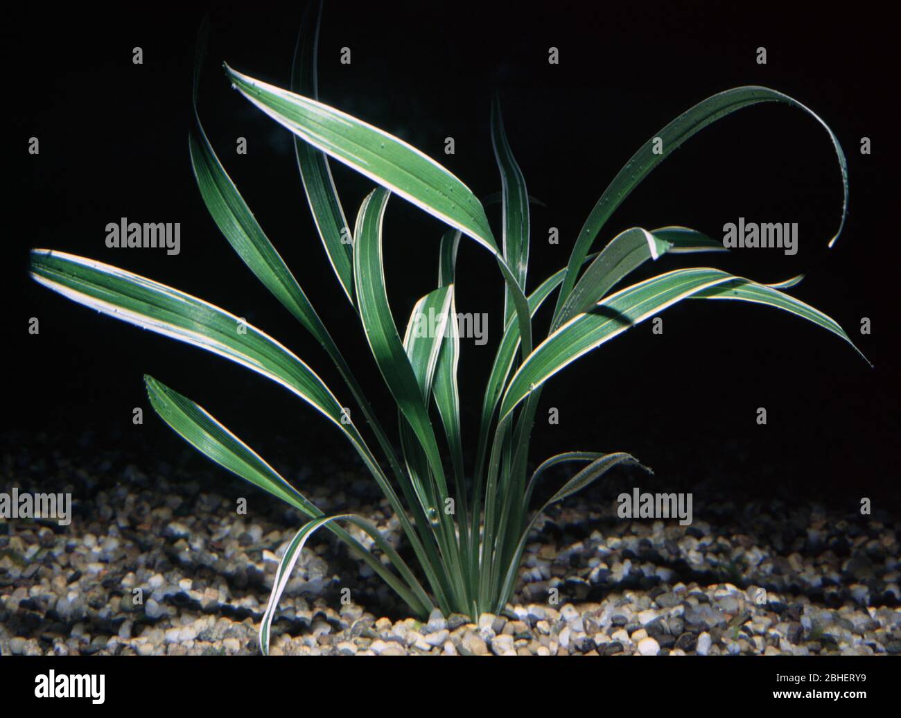 False Lily Turf or Siam Lily, Chlorophytum laxum (bichetii) Stock Photo