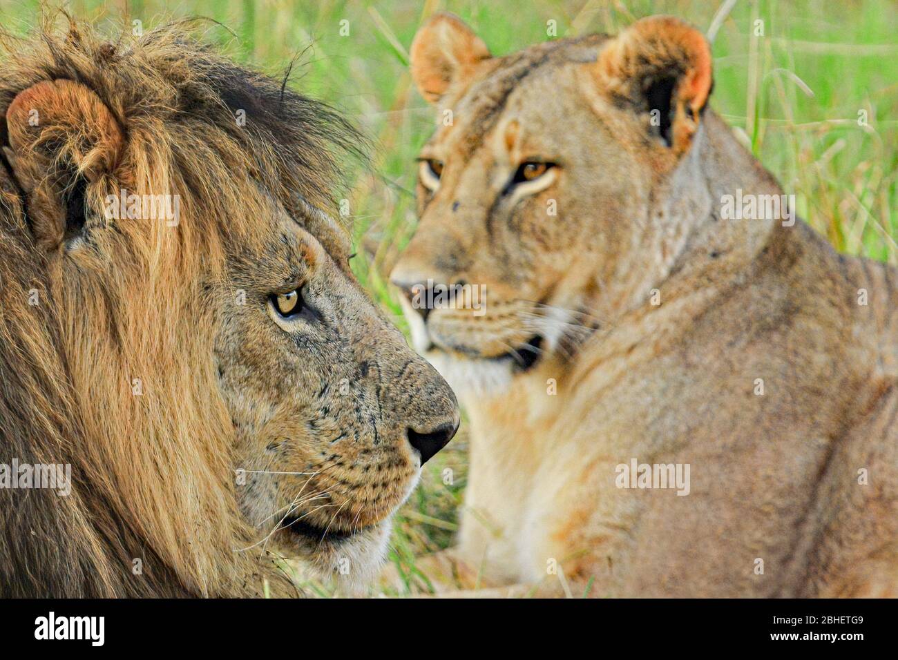Africa - Kenya - Masai mara National Park - Lion male ( Panthera leo ...