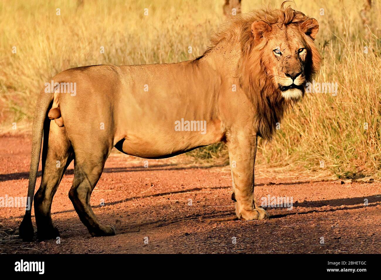 Africa - Kenya - Masai mara National Park - Lion male ( Panthera leo ...