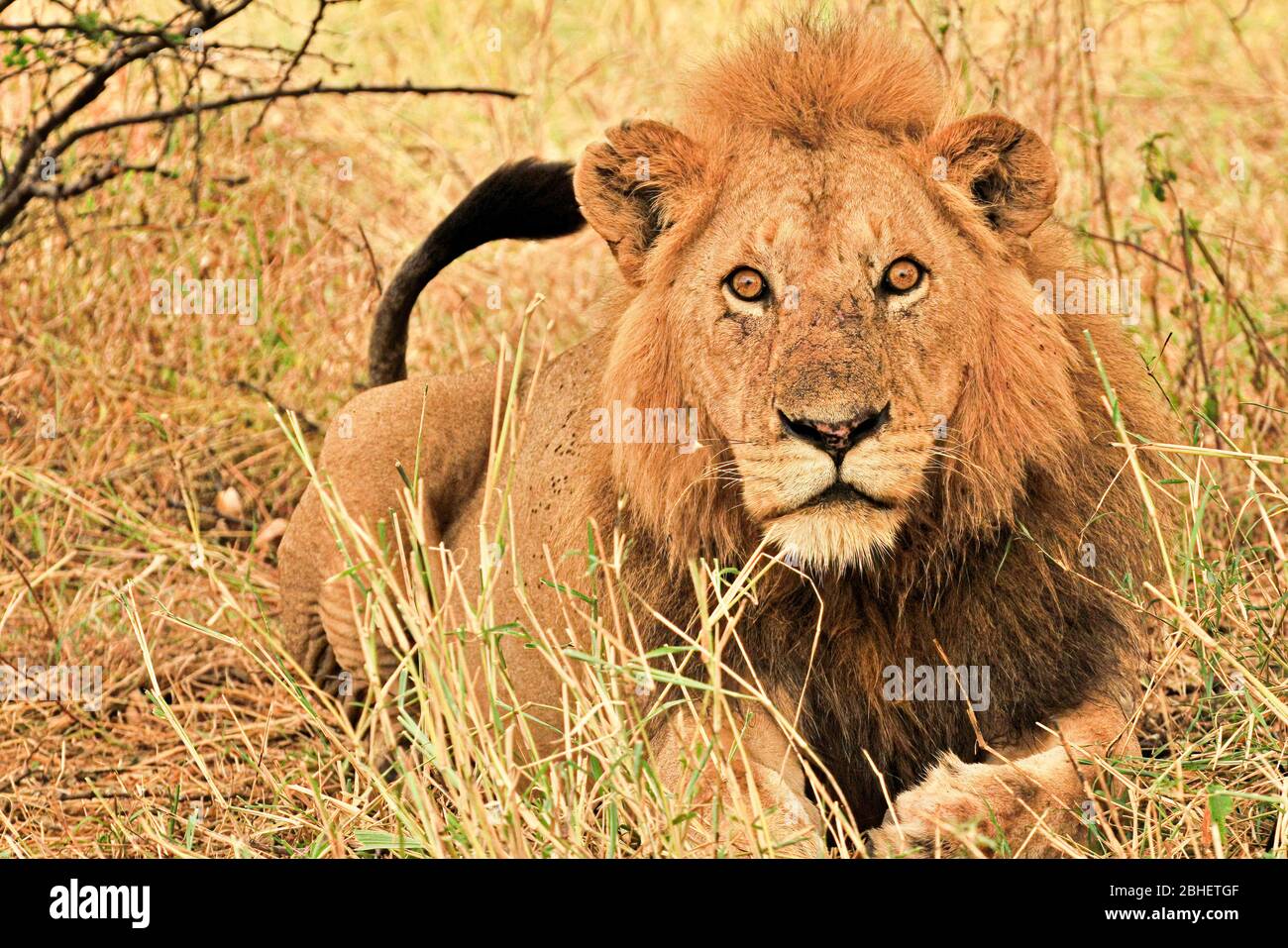 Africa - Kenya - Masai mara National Park - Lion male ( Panthera leo ...