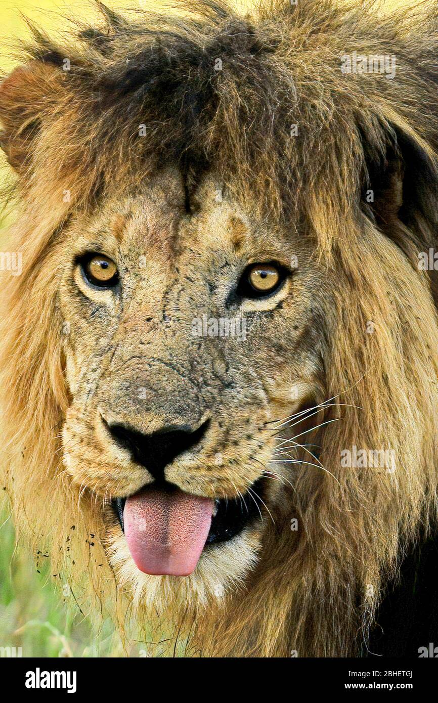 Africa - Kenya - Masai mara National Park - Lion male ( Panthera leo ...