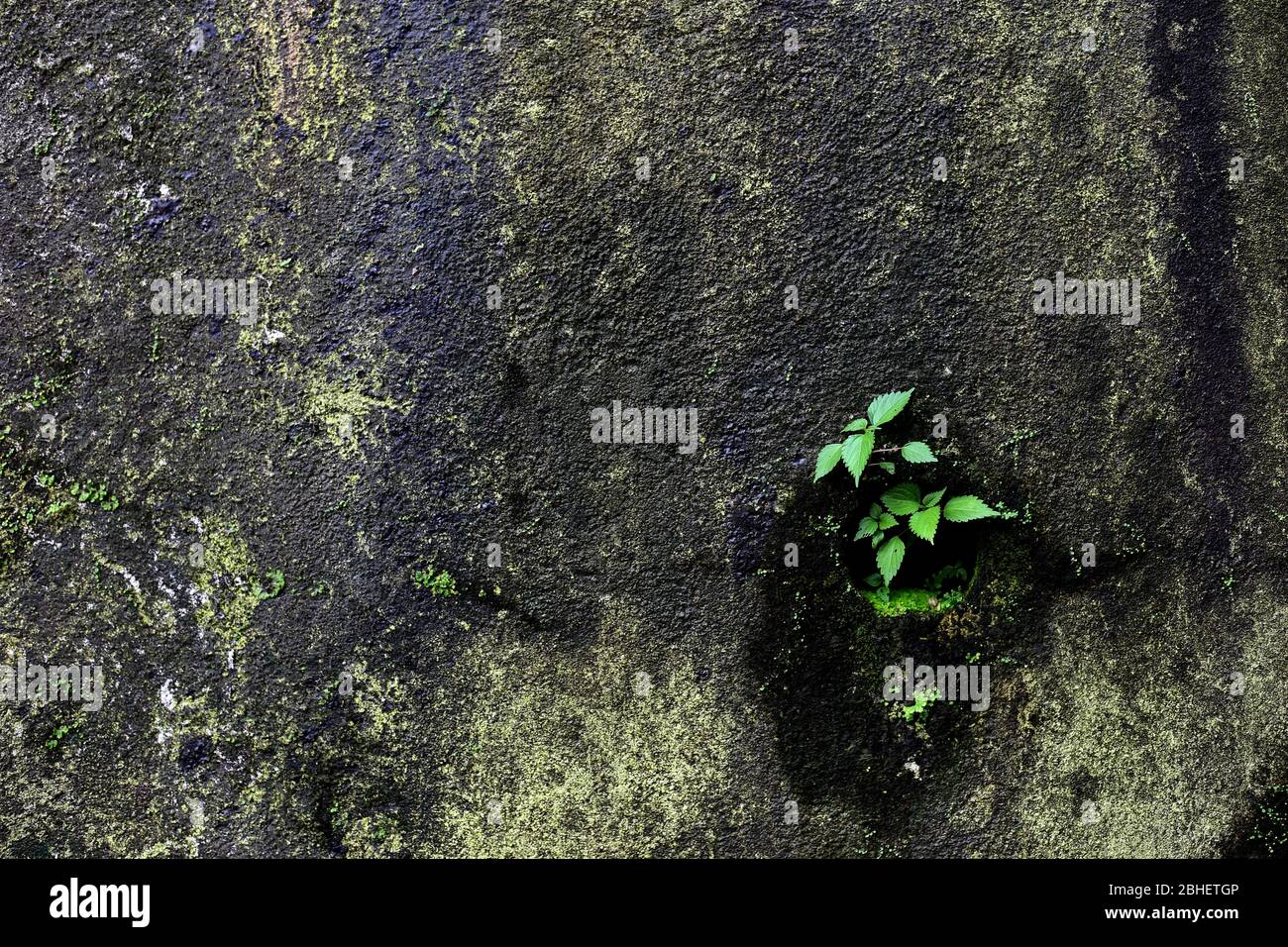 Mossy concrete wall texture background with water exit pipe. Stock Photo