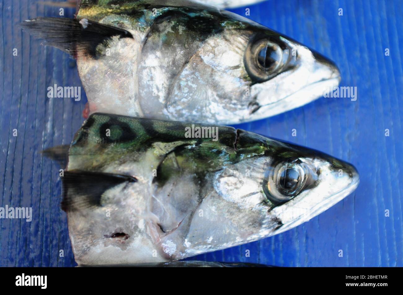 Portland. 23rd April 2020. Fish. Fresh mackerel heads are arranged on a