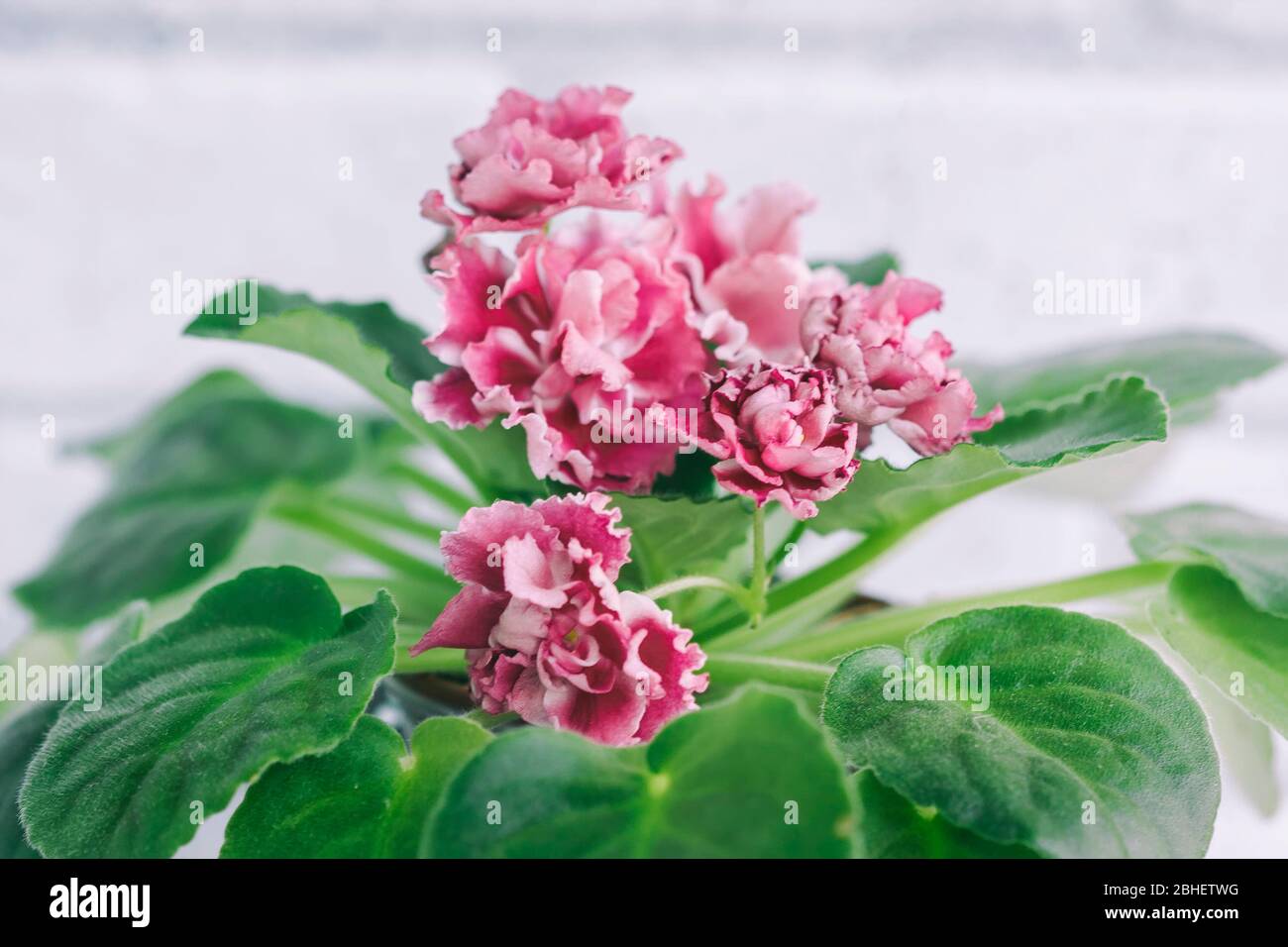 Flowering Saintpaulias, commonly known as African violet. Selective focus Stock Photo