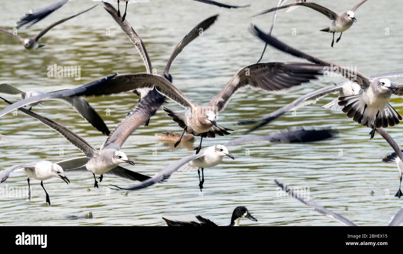 A flock of seagulls hovering in flight with birds facing camera. Stock Photo