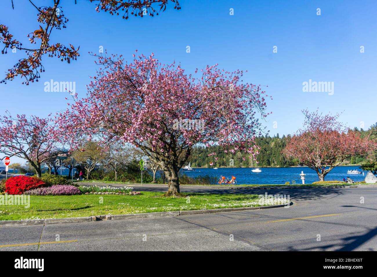 Blossoming trees lake hi-res stock photography and images - Alamy