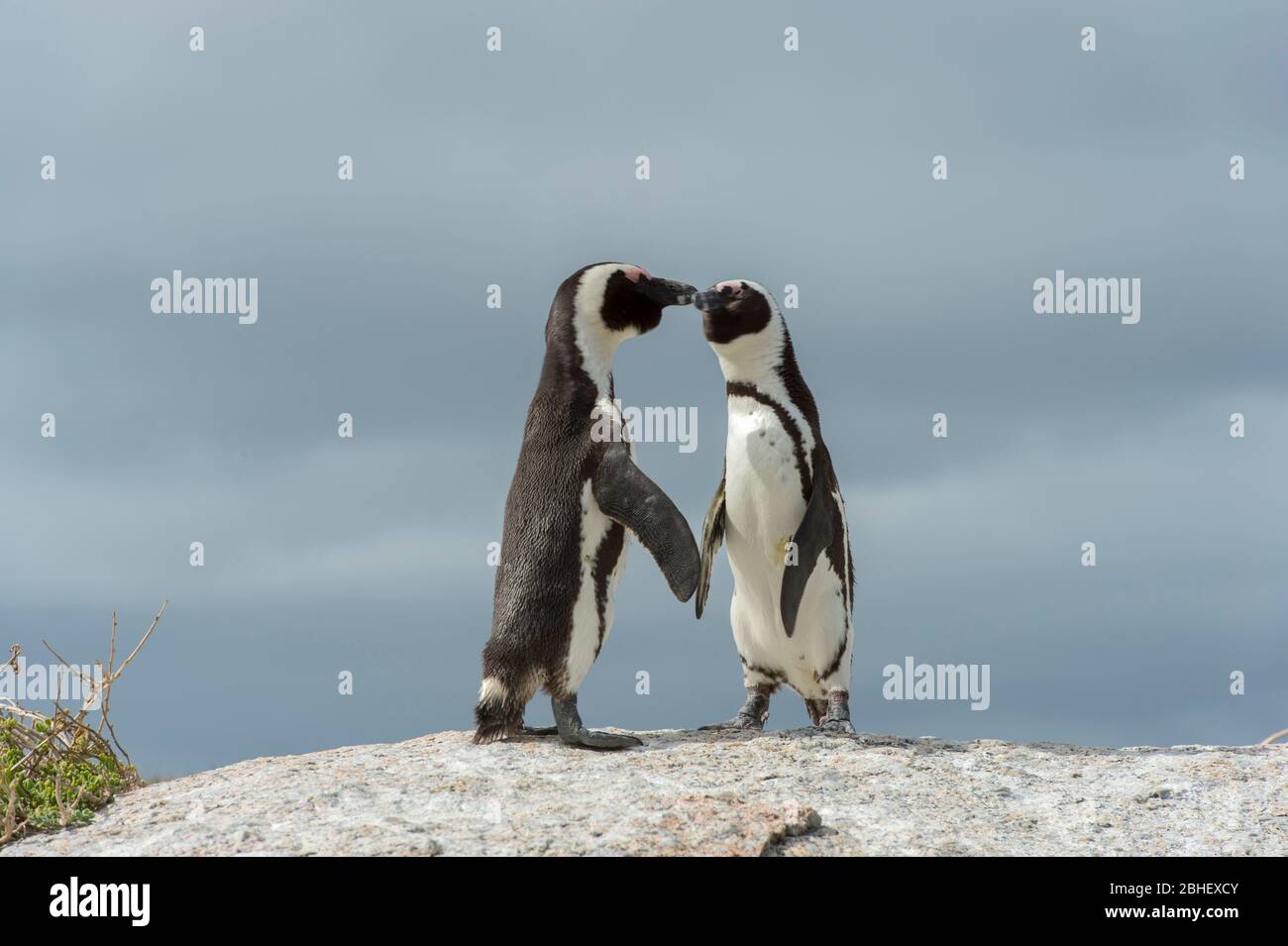 African Penguins (Spheniscus demersus), also known as the Black-footed Penguin at the colony at Boulder Beach in Simons Town near Cape Town, South Afr Stock Photo