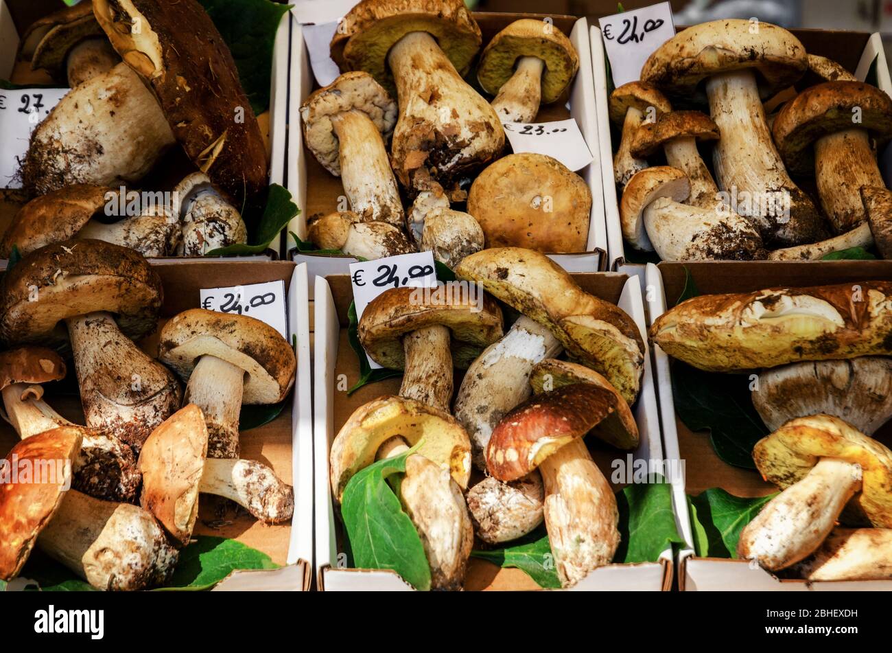 Many penny bun mushrooms (boletus edulis) on a market stall in italy Stock Photo