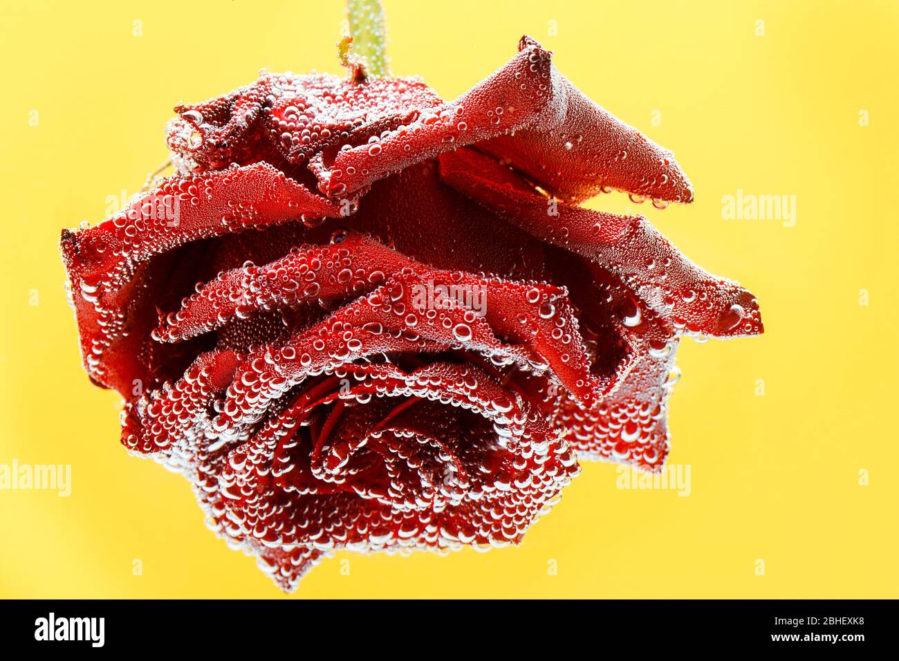 Yellow rose drops dew hi-res stock photography and images - Alamy