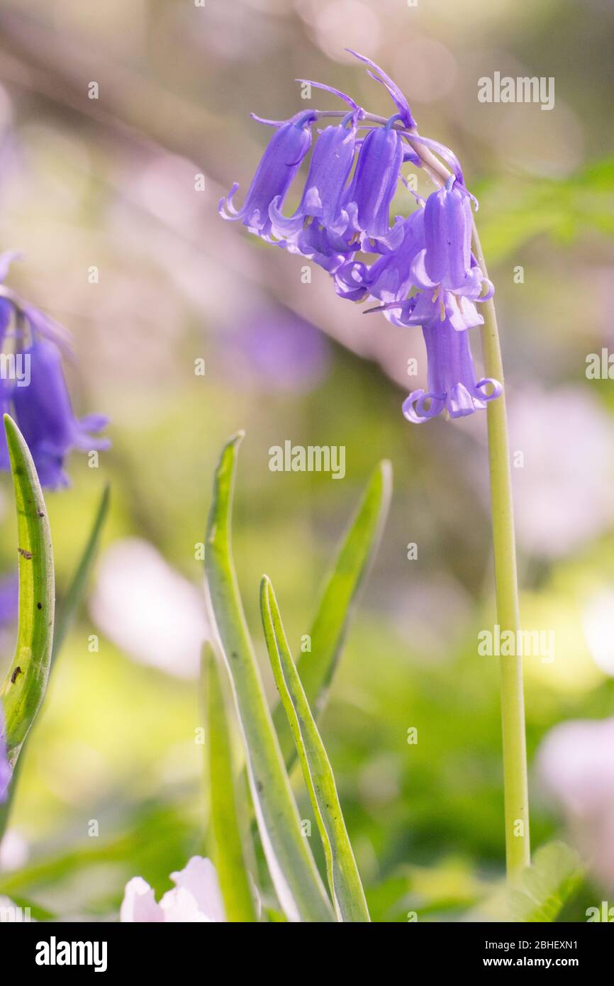 Bluebells, a bell shaped perennial, an ancient Woodland flower,  on the Forest Way, East sussex, England Stock Photo