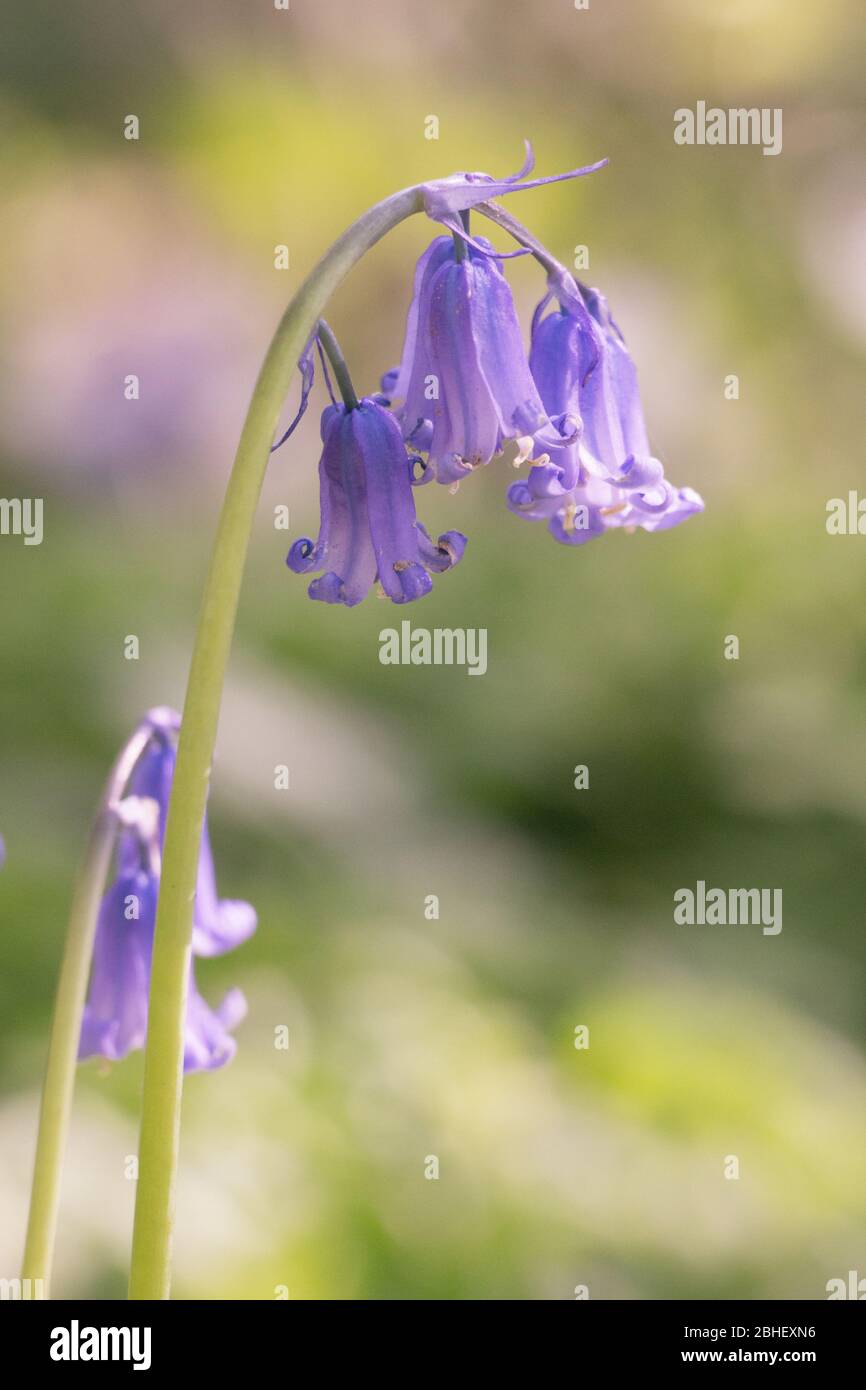 Bluebells, a bell shaped perennial, an ancient Woodland flower,  on the Forest Way, East sussex, England Stock Photo