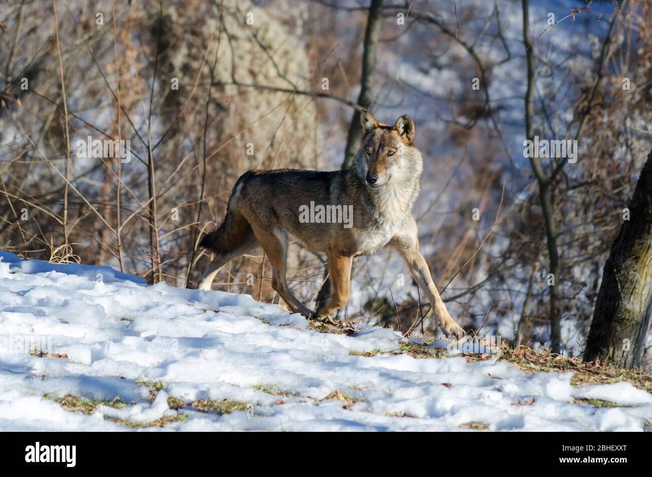 Male italian wolf (canis lupus italicus) in wildlife centre 'Uomini e lupi' of Entracque, Maritime Alps Park (Piedmont, Italy) Stock Photo