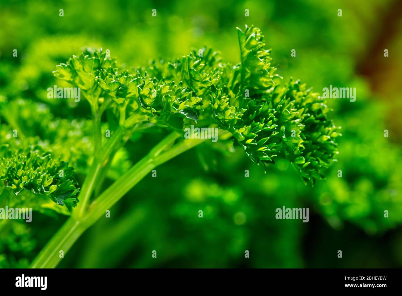 Garden parsley (Petroselinum crispum) close up of leaves Stock Photo