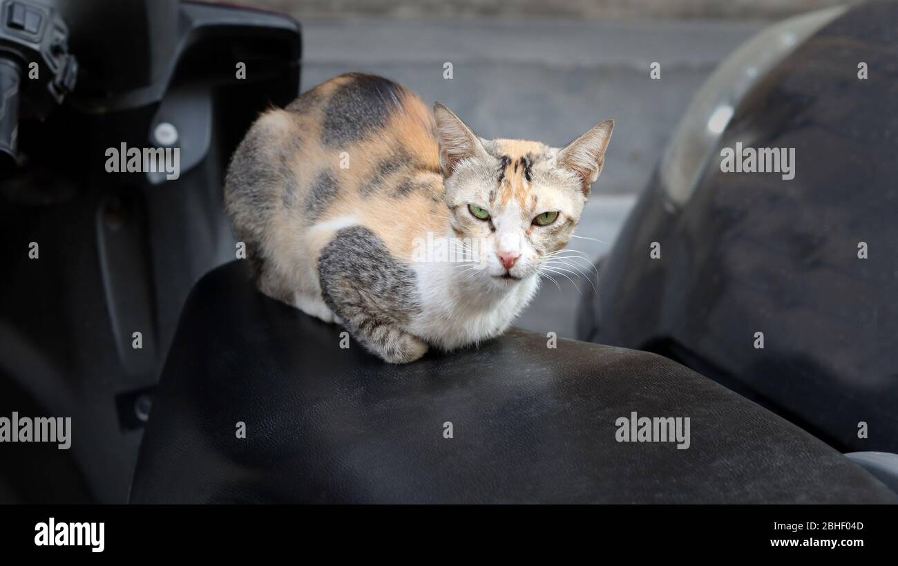 Young cat sitting on scooter. The cat is a small carnivorous mammal. Stock Photo