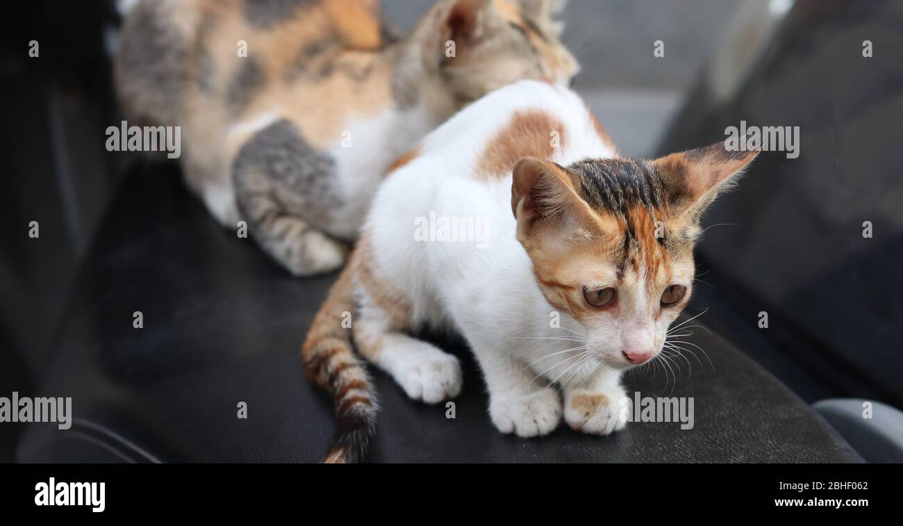 Kitten sitting on scooter. Domestic cat outdoors in the nature. The cat is a small carnivorous mammal. Stock Photo