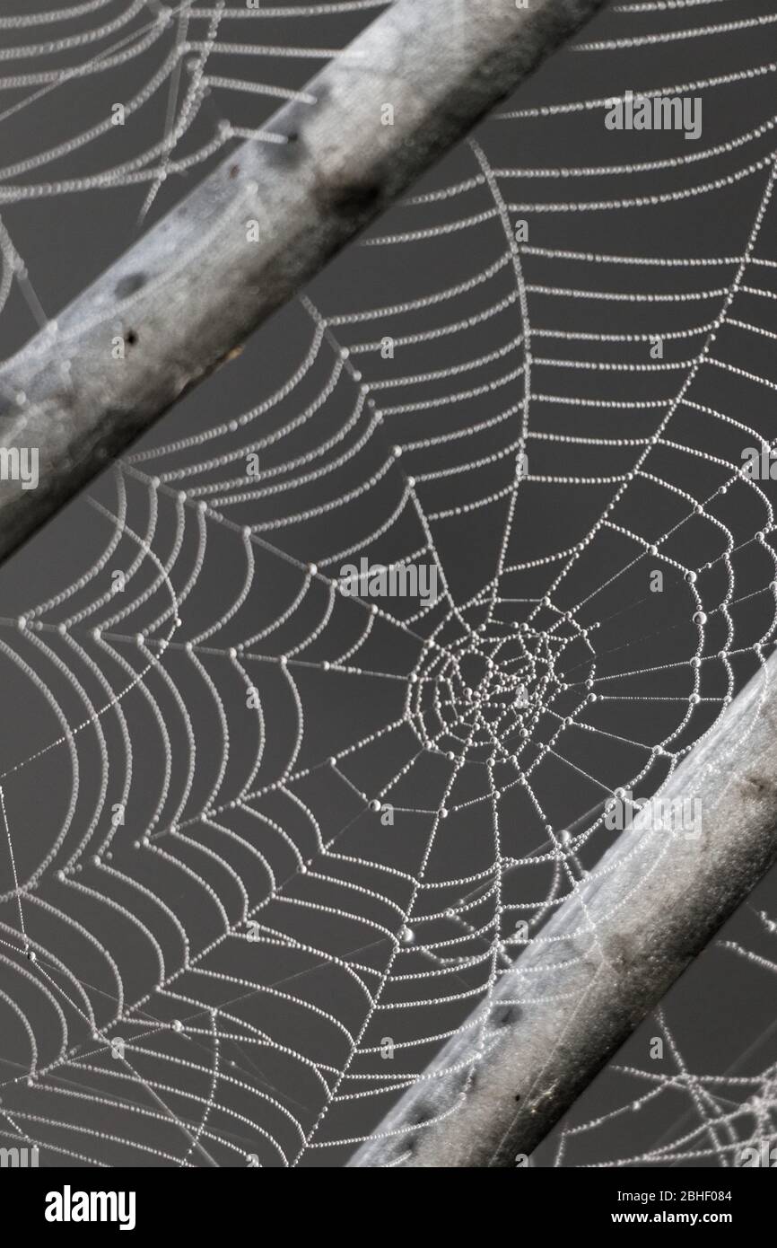 Spiders web captured on damp morning. Stock Photo