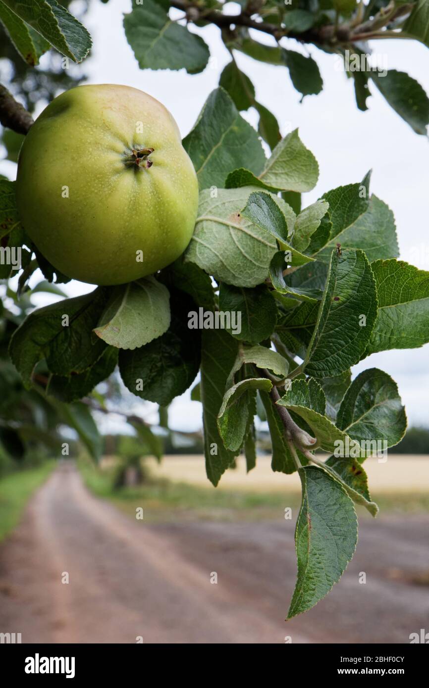 Crab apples on tree in autumn. Stock Photo