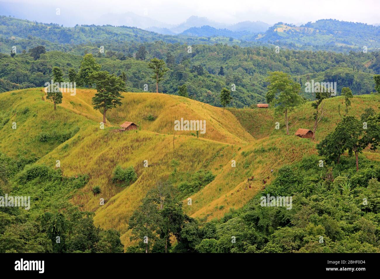 Stock Photo-Paddy Field or Zoom Cultivation, Bandarban, Bangladesh. Beautiful Hills Landscape. Stock Photo