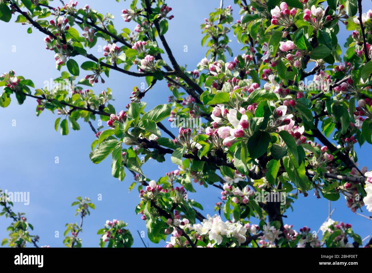 Apple Blossom in Spring Stock Photo