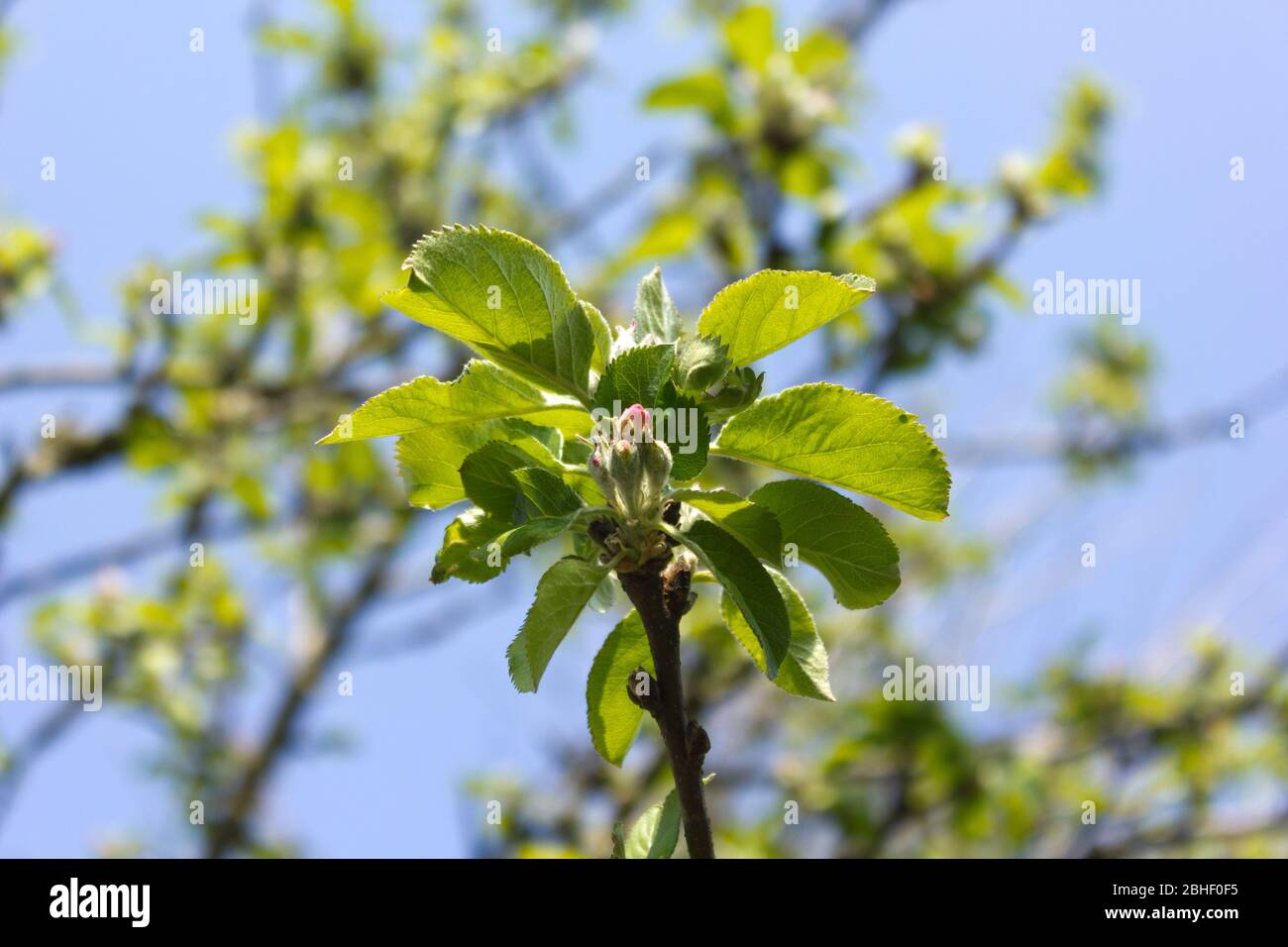 Apple Blossom in Spring Stock Photo