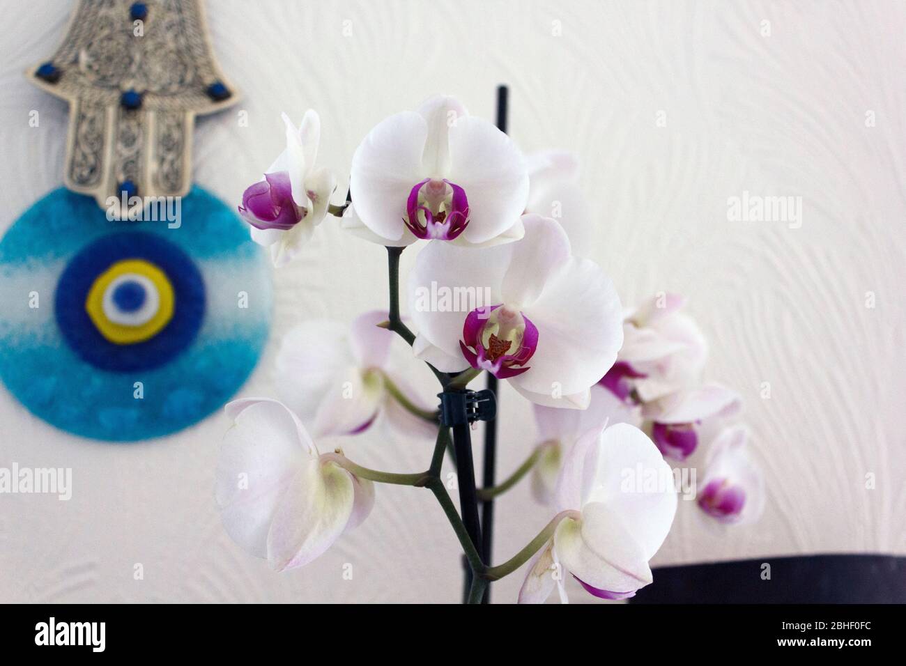 Orchid At Home Stock Photo