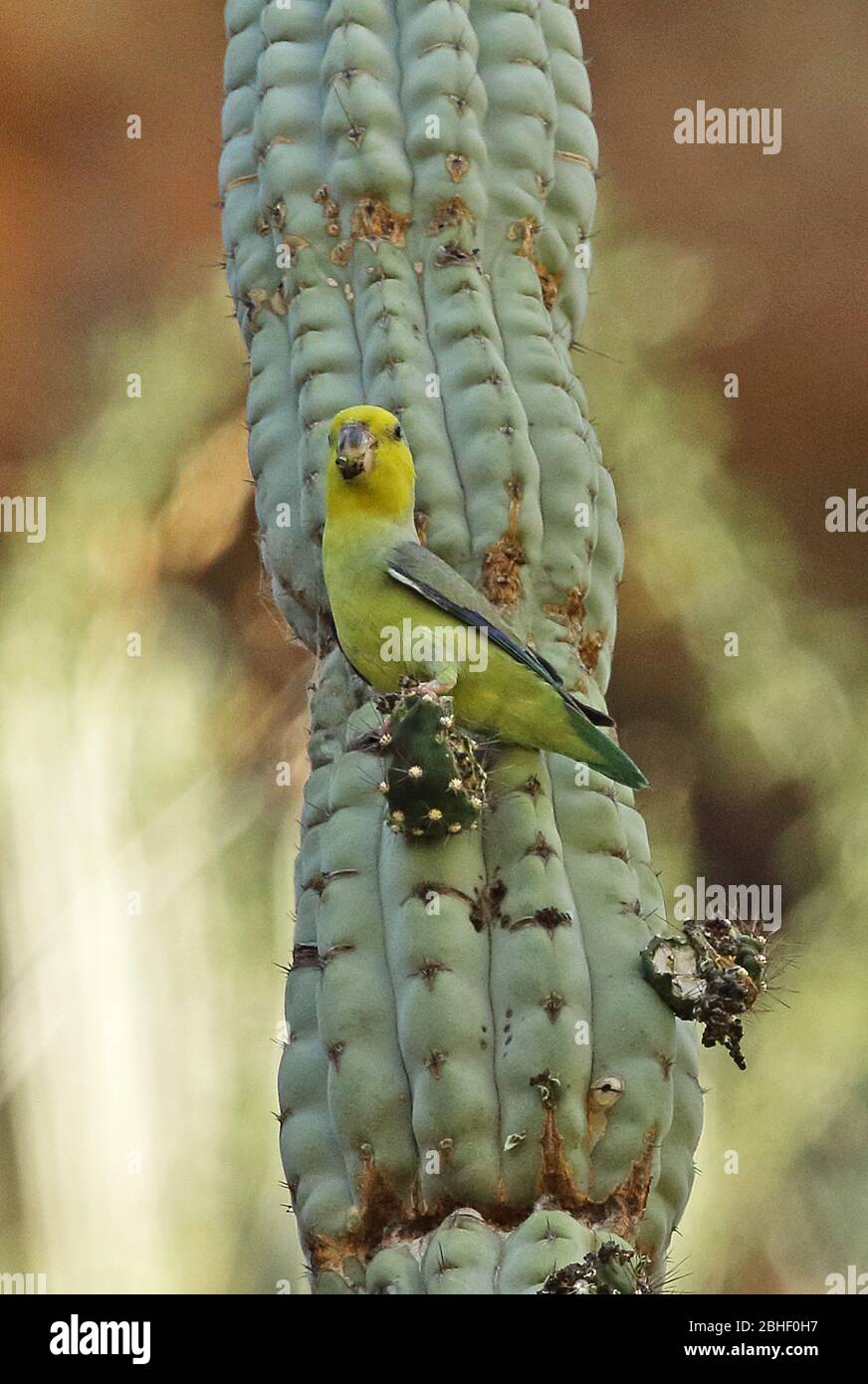 Yellow-faced Parrotlet (Forpus xanthops) adult feeding on cactus fruit  Balsas, Peru            March Stock Photo