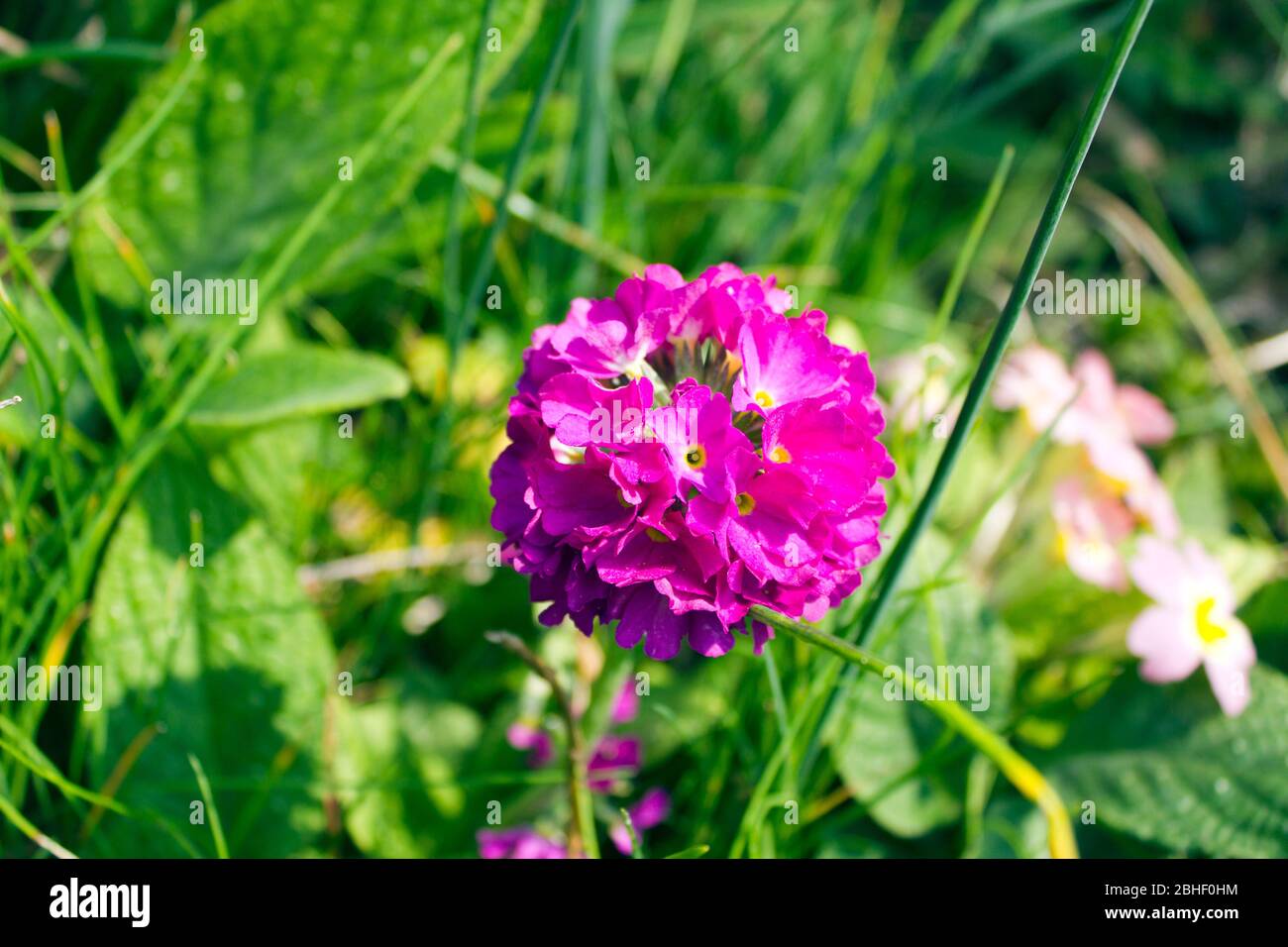 Spring Blooms Stock Photo