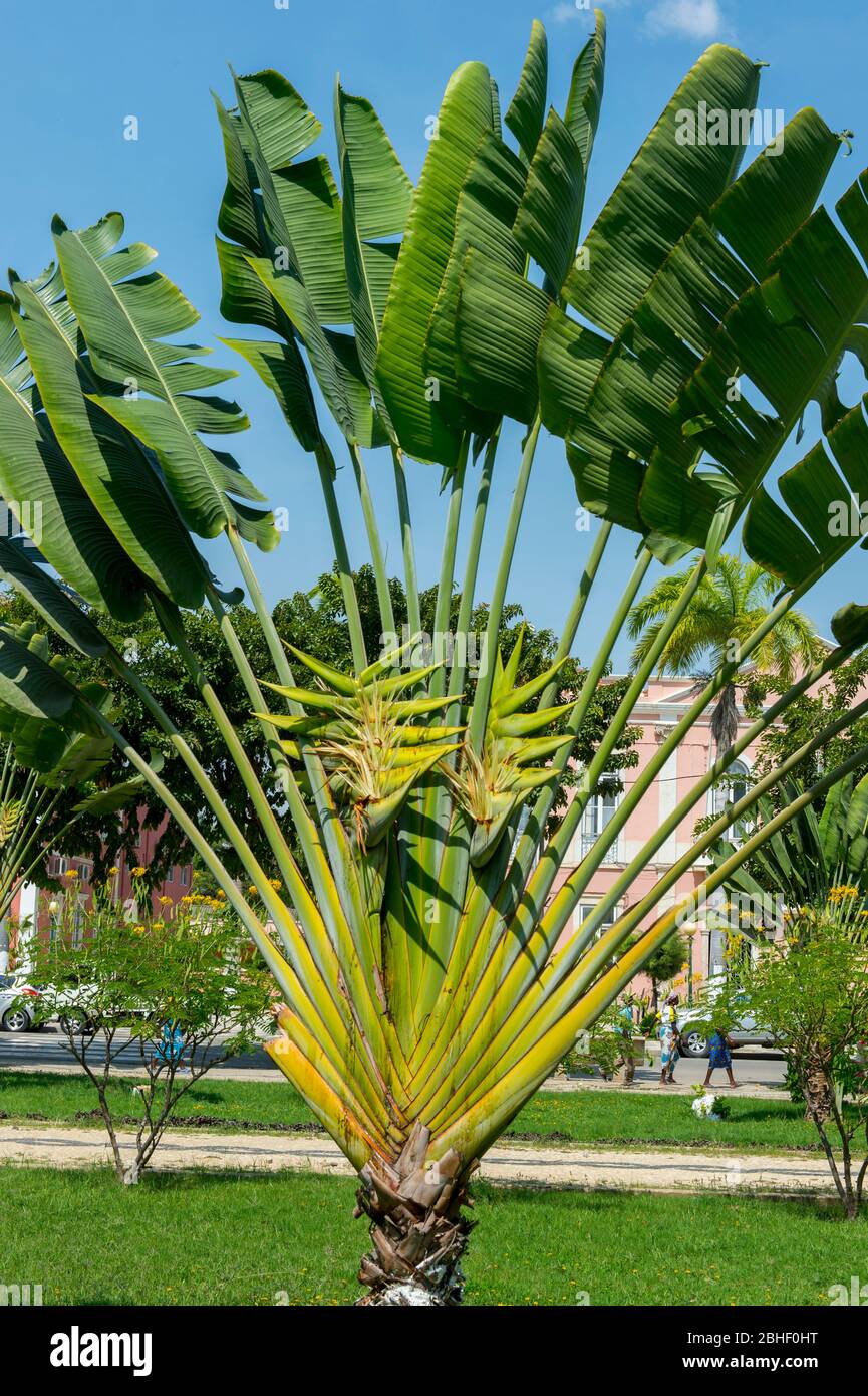 Travelers Palm Tree (Ravenala Madagascariensis) in Garden of Benguela. They are not a true palm trees (family Arecaceae), but a member of the bird-of- Stock Photo