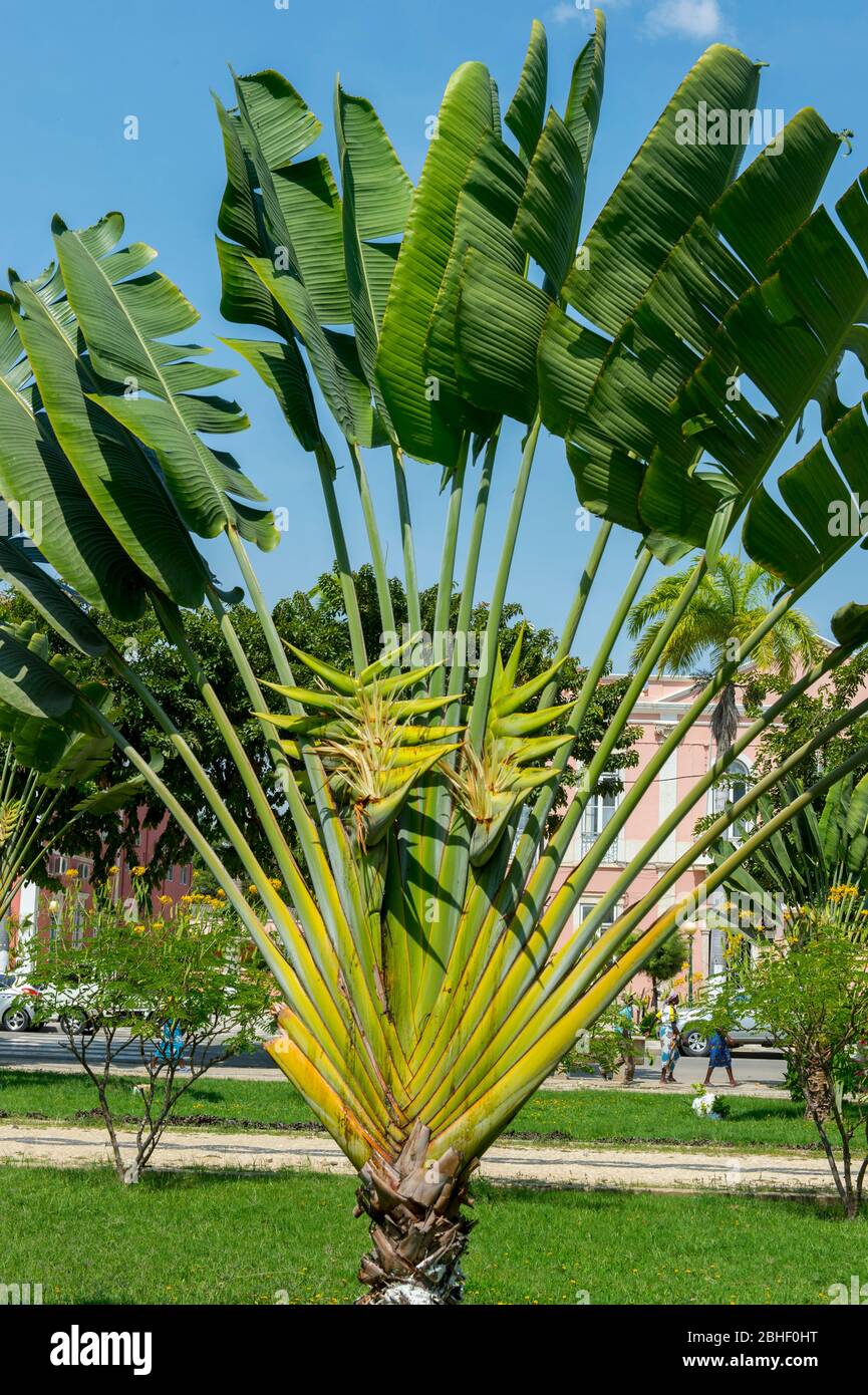 Ravenala madagascariensis hi-res stock photography and images - Alamy