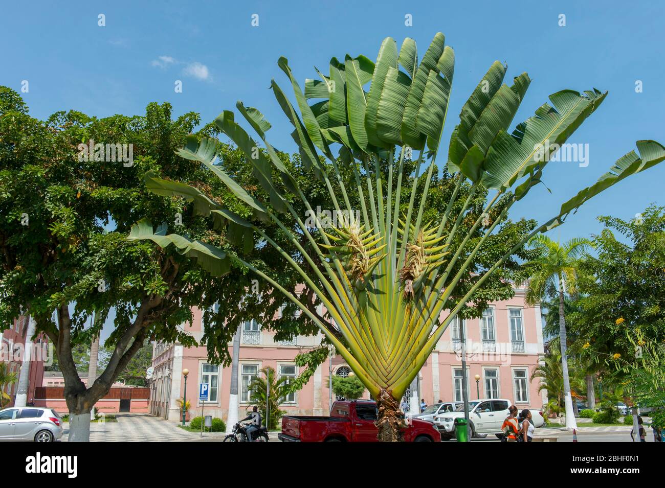 Image Traveller's tree (Ravenala madagascariensis) - 434309 - Images of  Plants and Gardens - botanikfoto