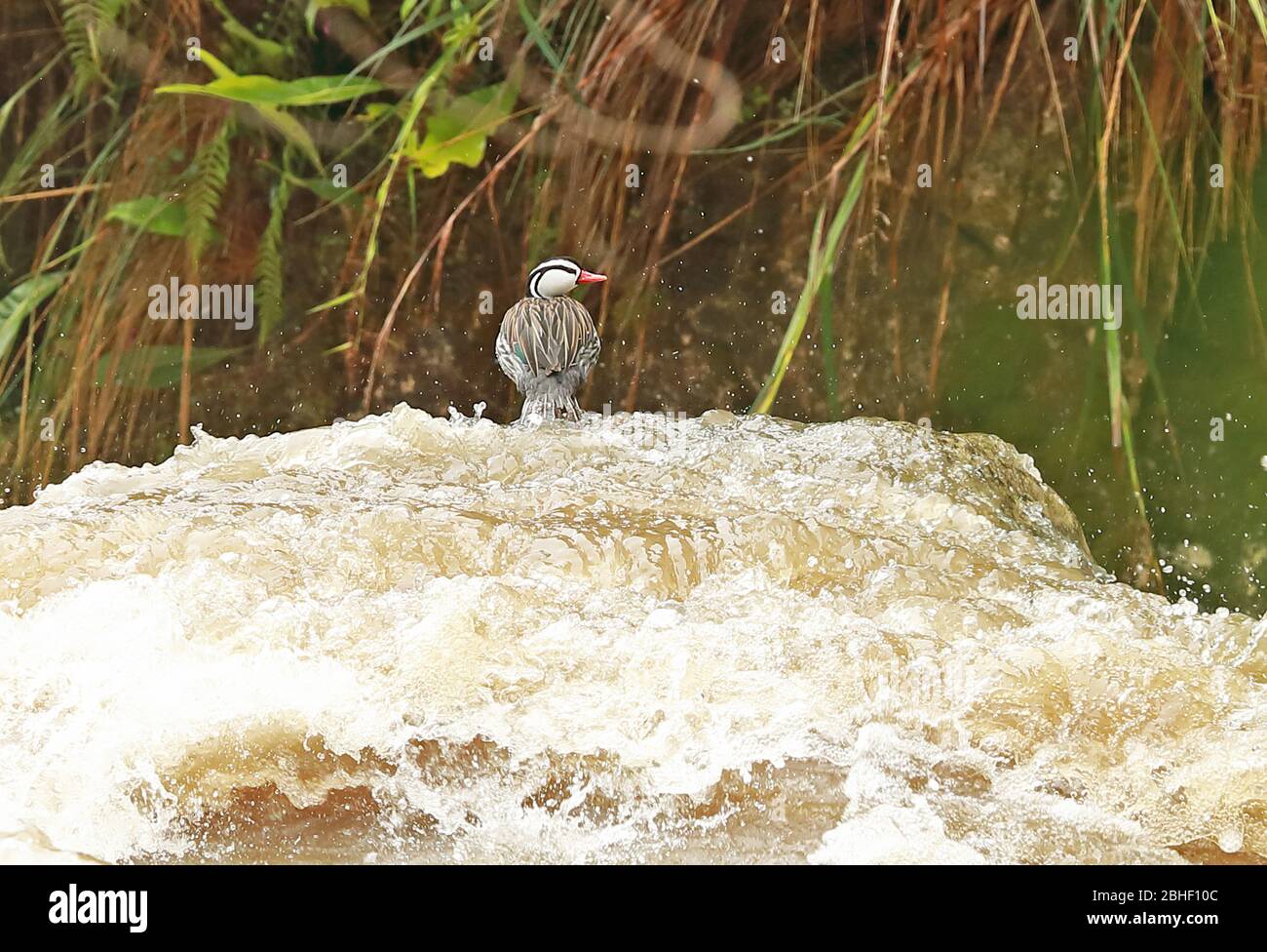 Torrent Duck (Merganetta armata leucogenis) adult male standing on rock in river  Atuen River, Peru                         March Stock Photo