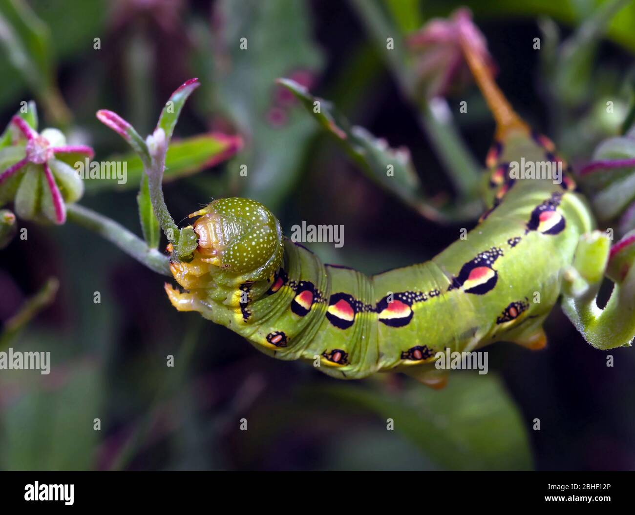 Macro shot of a Hyles lineata, or White-lined Sphinx caterpillar feeding on vegetation. Stock Photo