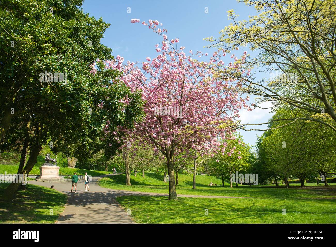 Glasgow, UK. 25th Apr, 2020. Pictured: Beautiful cherry blossom blooms from the trees. Scenes from the first weekend of the extended lockdown from KelvinGrove Park in Glasgow's West End during a very hot and sunny Saturday. Credit: Colin Fisher/Alamy Live News Stock Photo