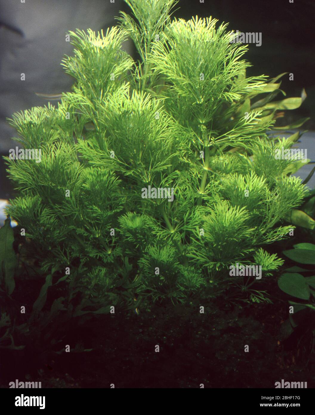 Limnophila sessiliflora, known as dwarf ambulia and Asian marshweed Stock Photo