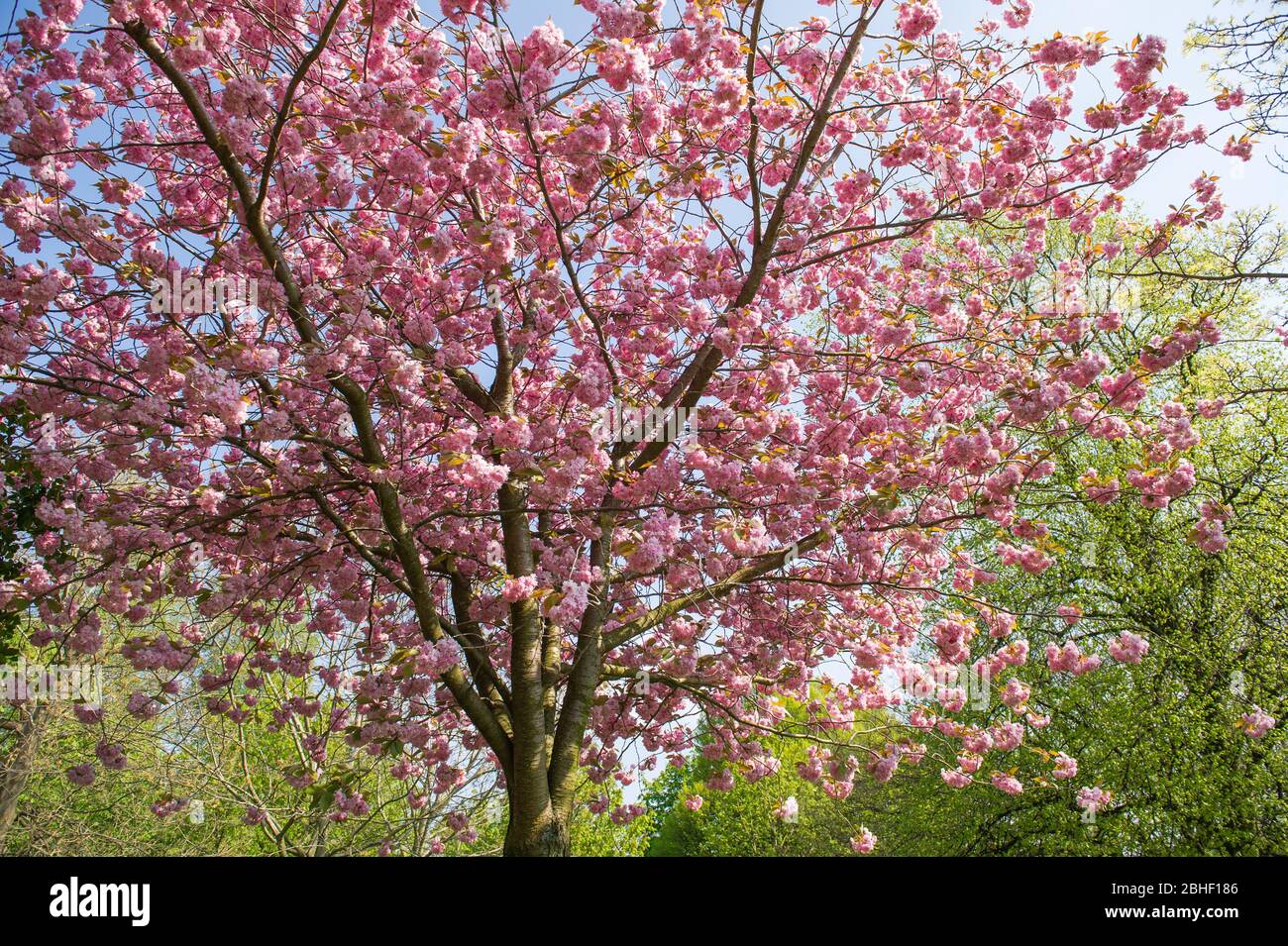 Glasgow, UK. 25th Apr, 2020. Pictured: Beautiful cherry blossom blooms from the trees. Scenes from the first weekend of the extended lockdown from KelvinGrove Park in Glasgow's West End during a very hot and sunny Saturday. Credit: Colin Fisher/Alamy Live News Stock Photo