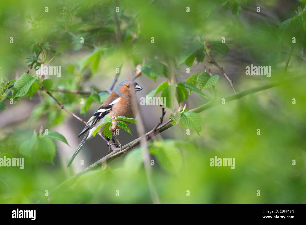 Glasgow, UK. 25th Apr, 2020. Pictured: A finch perching in the branches of a tree in the park. Scenes from the first weekend of the extended lockdown from KelvinGrove Park in Glasgow's West End during a very hot and sunny Saturday. Credit: Colin Fisher/Alamy Live News Stock Photo