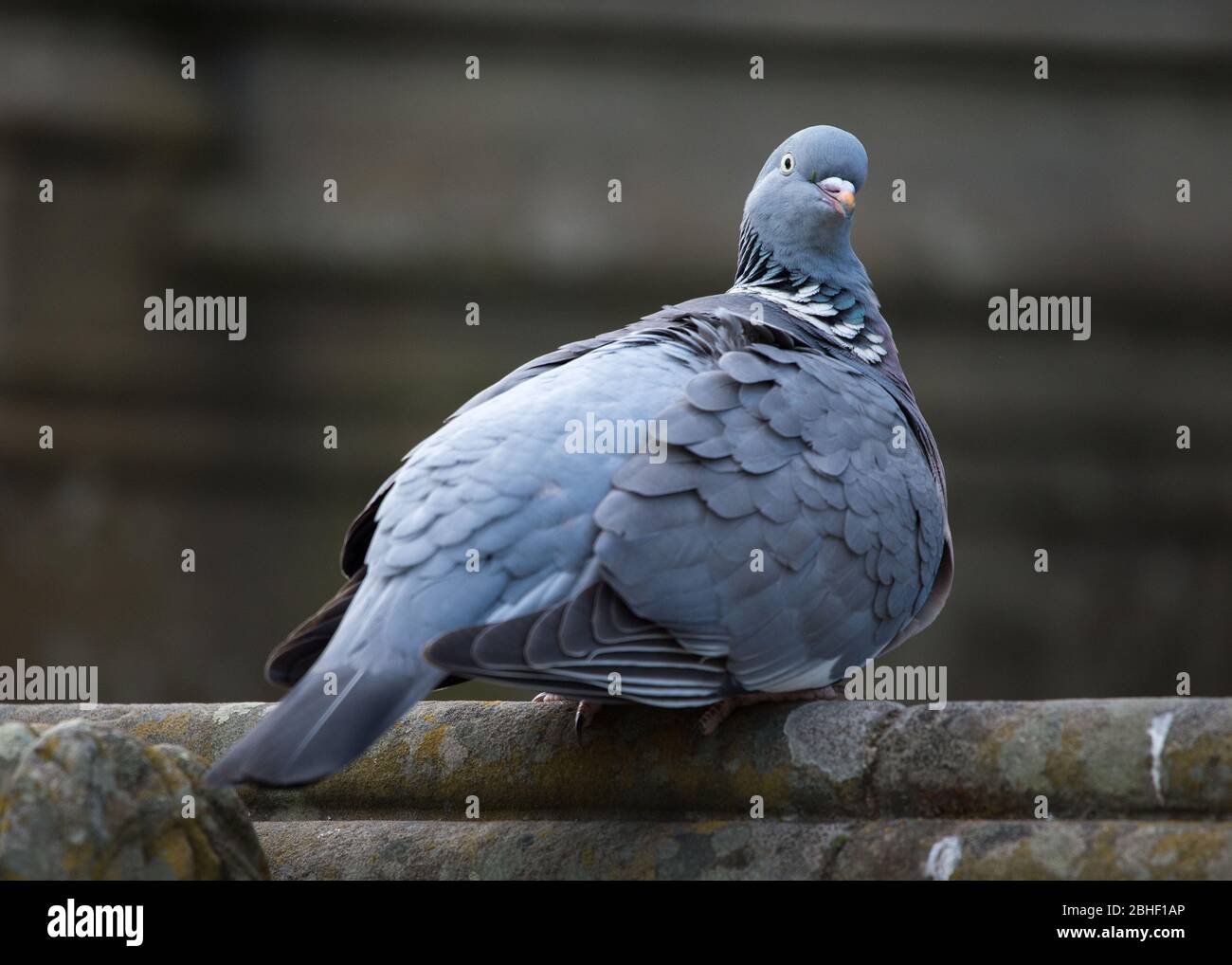 Glasgow, UK. 25th Apr, 2020. Pictured: A wood pigeon seen perching on a stone wall in the park. Scenes from the first weekend of the extended lockdown from KelvinGrove Park in Glasgow's West End during a very hot and sunny Saturday. Credit: Colin Fisher/Alamy Live News Stock Photo