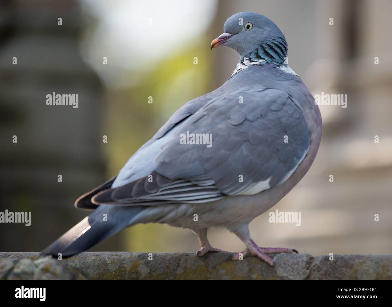 Glasgow, UK. 25th Apr, 2020. Pictured: A wood pigeon seen perching on a stone wall in the park. Scenes from the first weekend of the extended lockdown from KelvinGrove Park in Glasgow's West End during a very hot and sunny Saturday. Credit: Colin Fisher/Alamy Live News Stock Photo