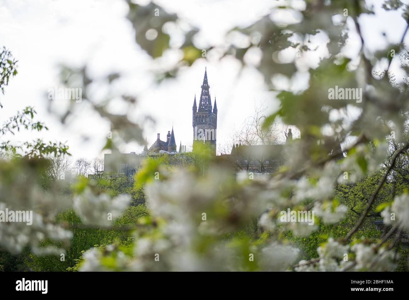 Glasgow, UK. 25th Apr, 2020. Pictured: Glasgow University tower in the background surrounded by the beautiful cherry blossom blooms from the trees. Scenes from the first weekend of the extended lockdown from KelvinGrove Park in Glasgow's West End during a very hot and sunny Saturday. Credit: Colin Fisher/Alamy Live News Stock Photo