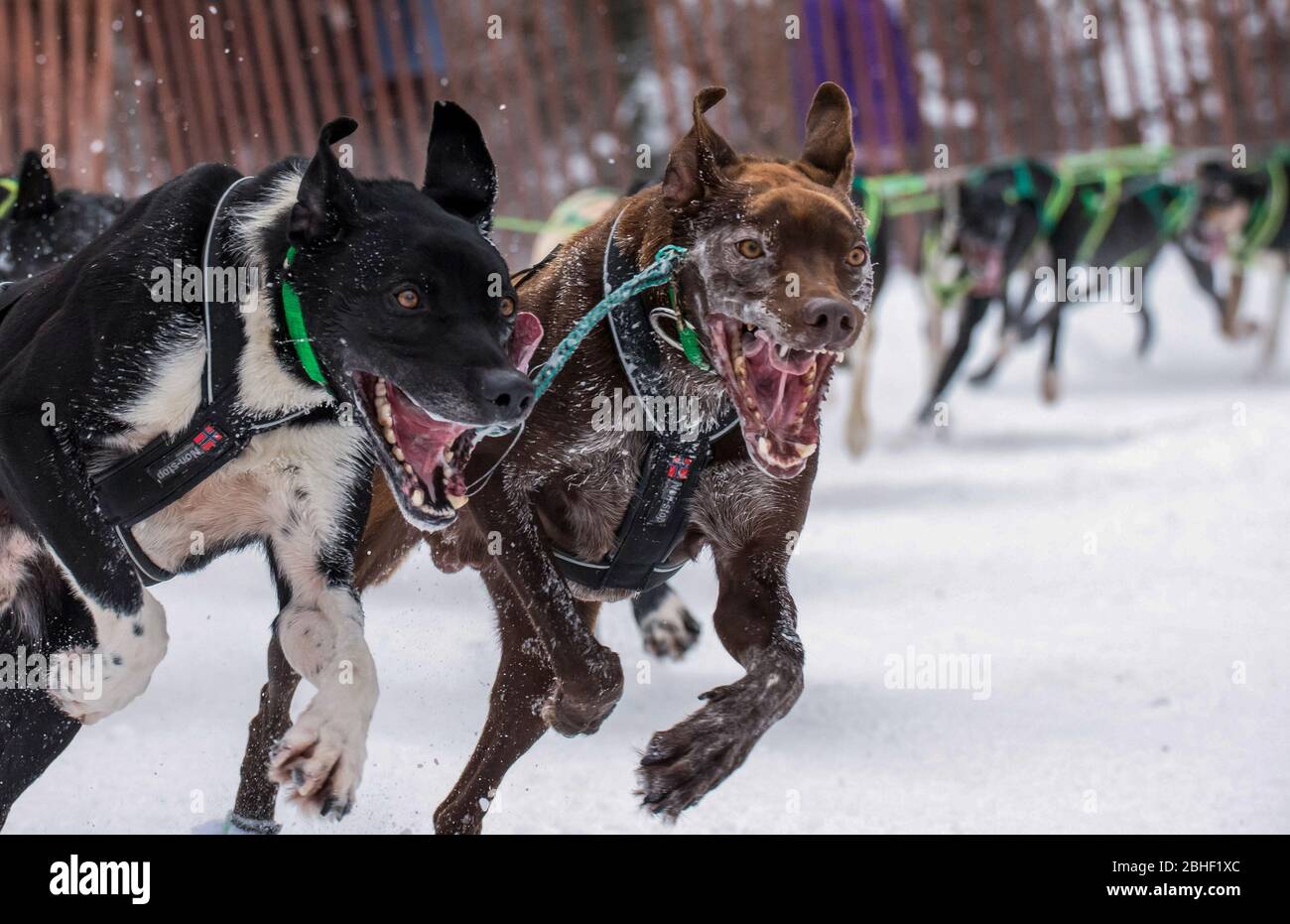 Lead Sled Dogs during the Open World Championships - Anchorage, Alaska, USA Stock Photo
