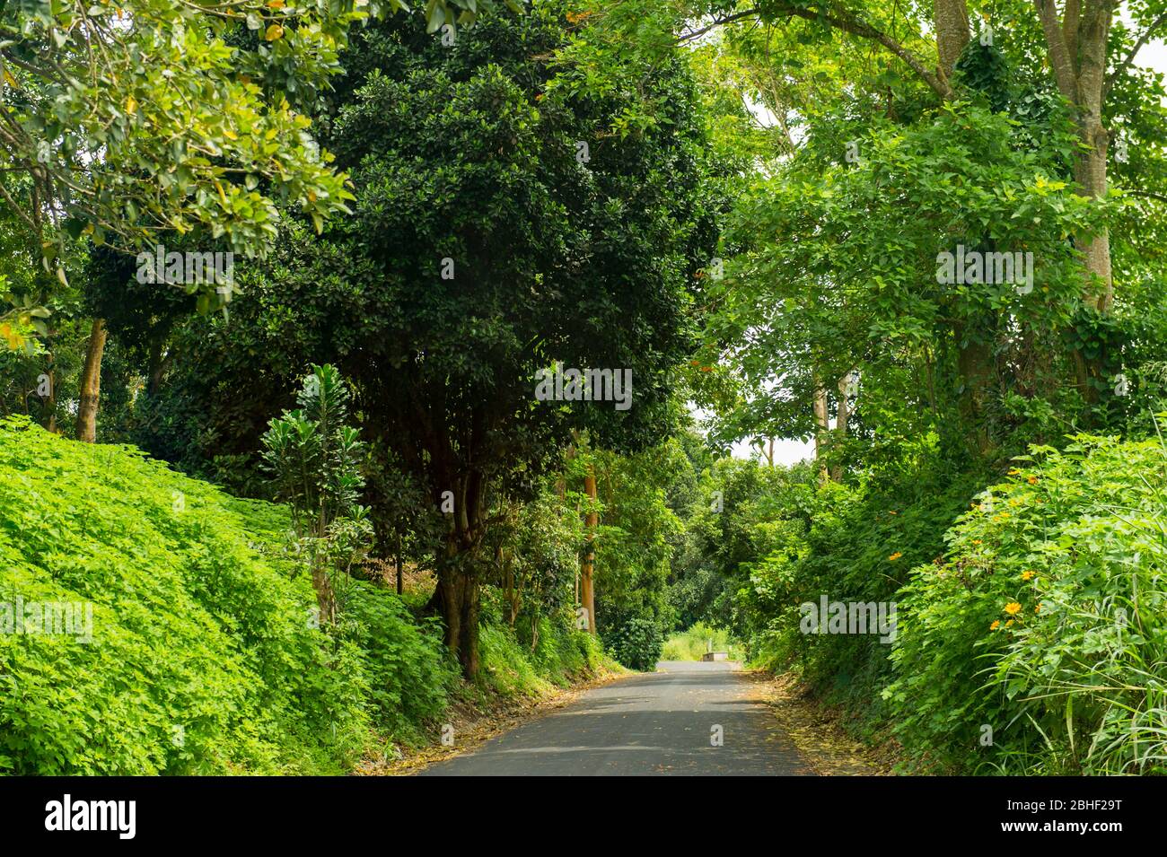 Rural street scene on Sao Tome Island, Sao Tome & Principe. Stock Photo